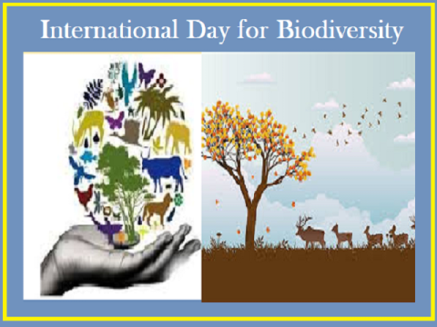 International-Day-for-Biodiversity-History.png